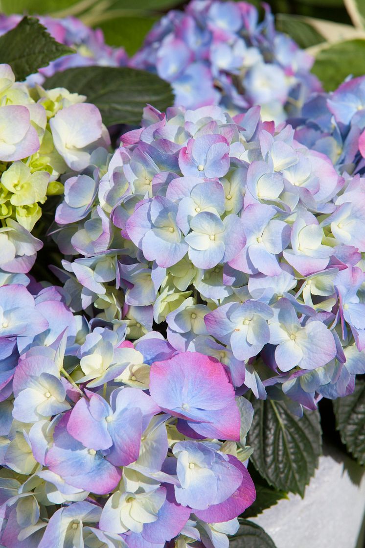 Hortensia - en effektiv luftfuktare med ljuvlig blomning