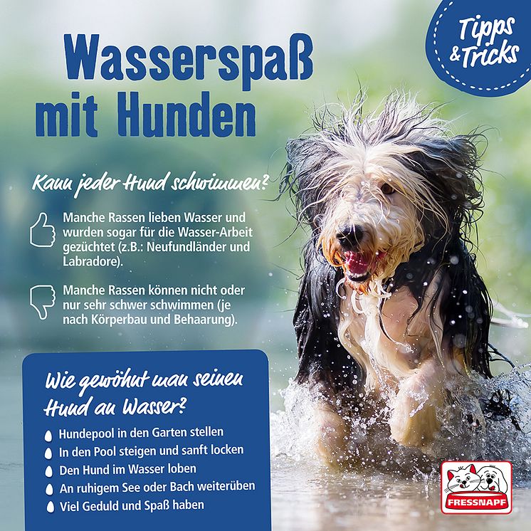 Infografik: Wasserspaß mit Hunden