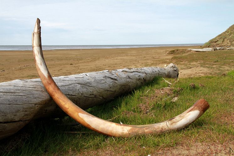 Mammoth tusk in northeastern Siberia