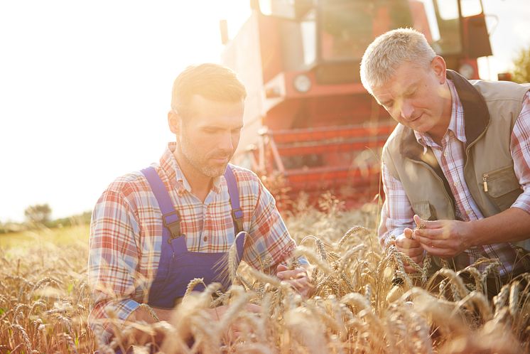 Mondelez_Sustainability Wheat Farmer.jpeg