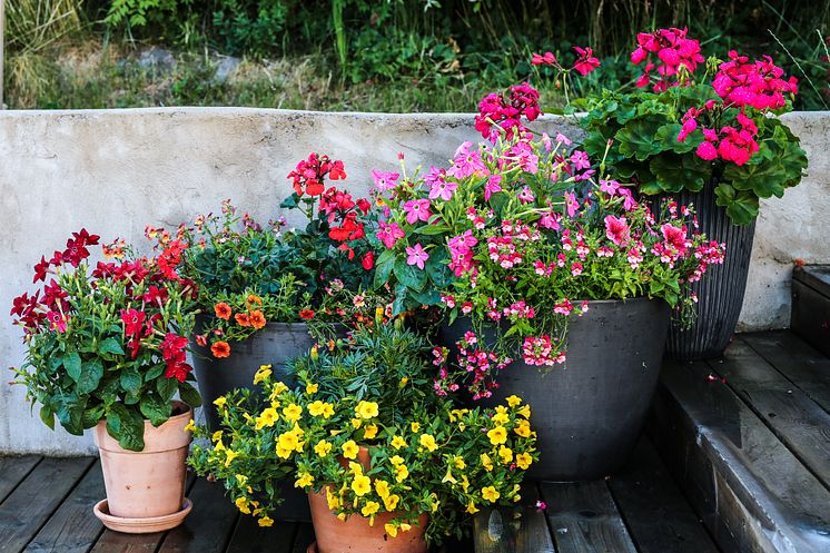 Sommarblommor: småpetunia, tobaksblomma, pelargon och nemesia