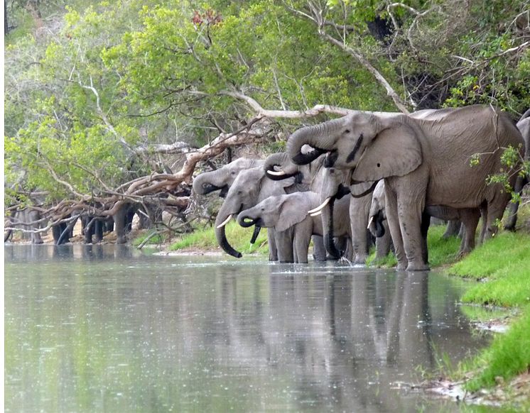 Elefanter som dricker vatten