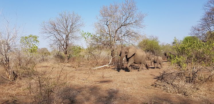 Majete park - elephants