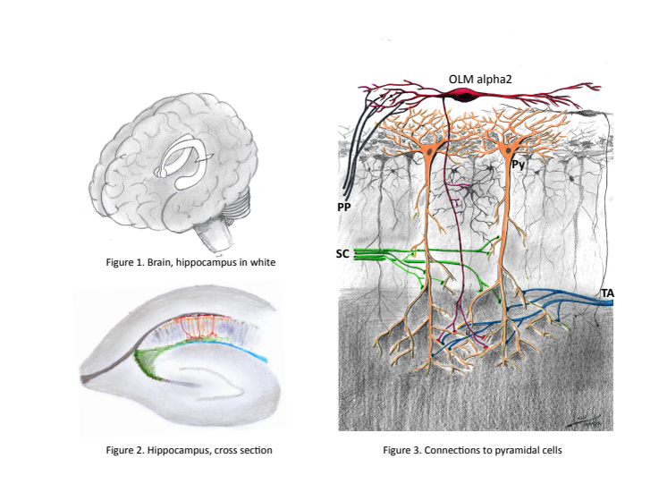 hippocampus