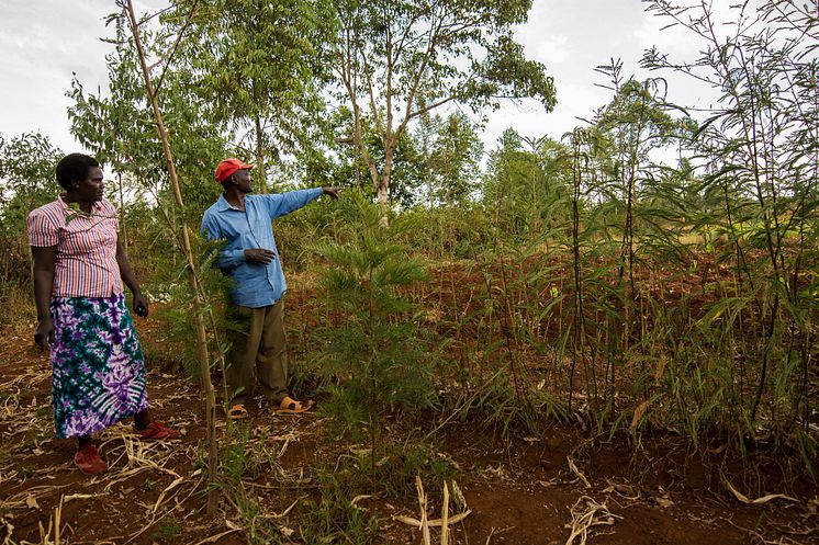 Agroforestry efter två år