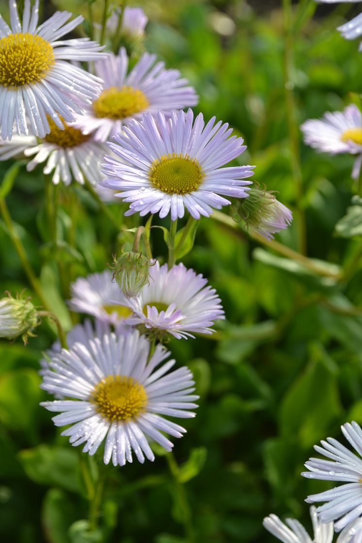 Strandbinka, Erigeron glaucus ’Fru Frida Lindström’ Svensk kulturarv