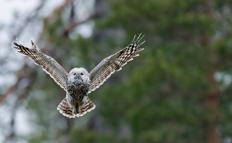 EOS 90D_MARKUS_VARESVUO_SAMPLE_Ural Owl Kuhmo_0012