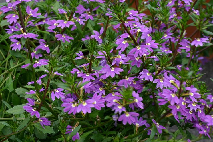 Scaevola Blue Haze