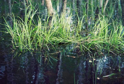 Nya LOVA-pengar från HaV i år: Mer pengar till projekt i Norrlandslänen 