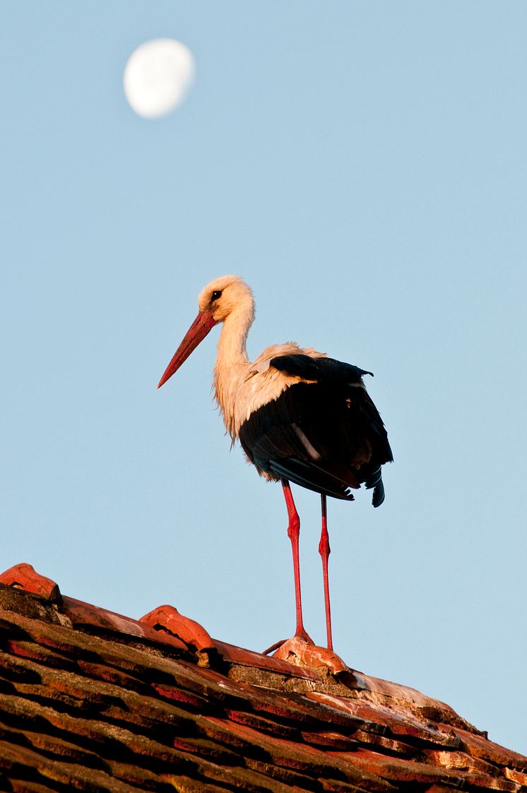 Storch Rühstädt