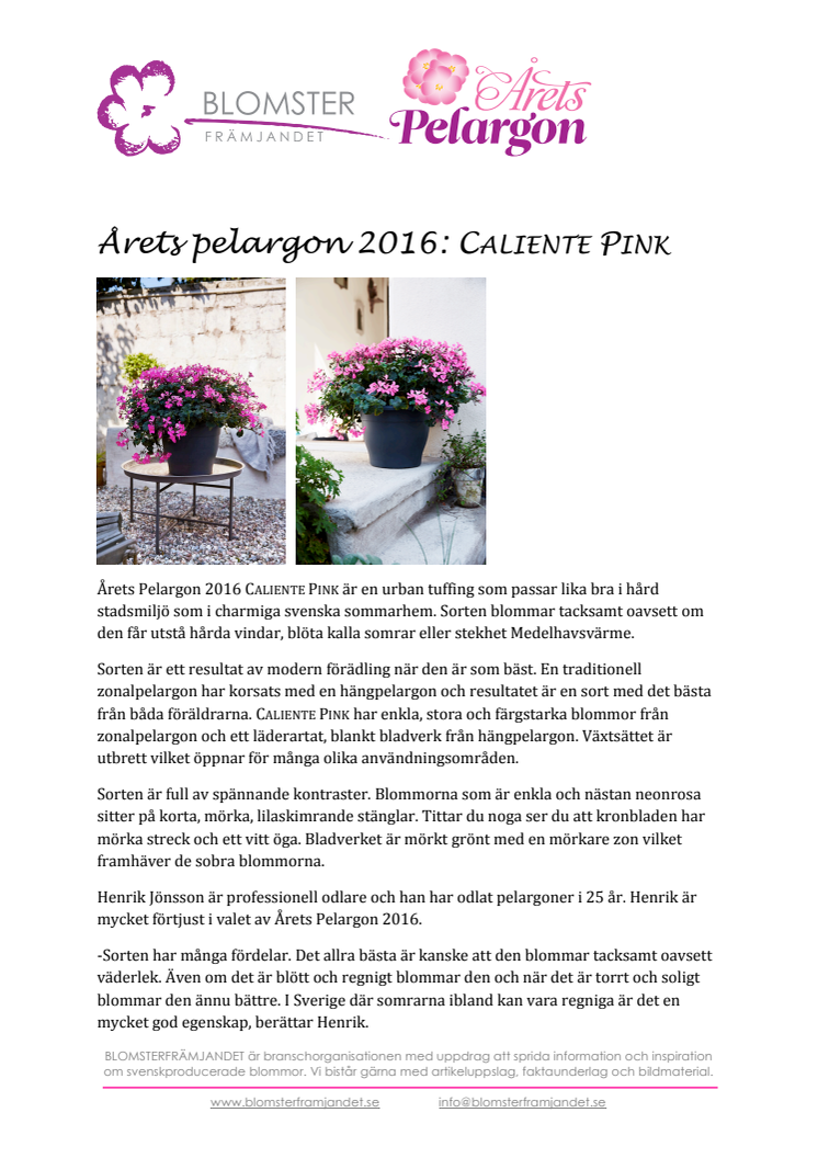 Årets Pelargon 2016 CALIENTE PINK