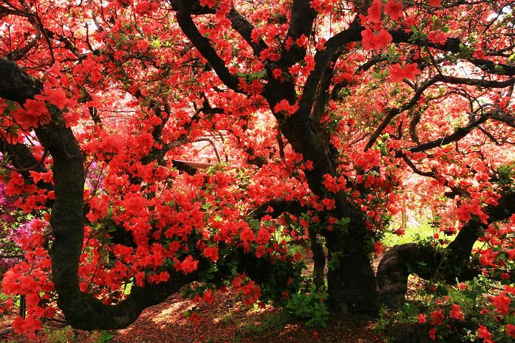 Tsutsujigaoka Park(4)