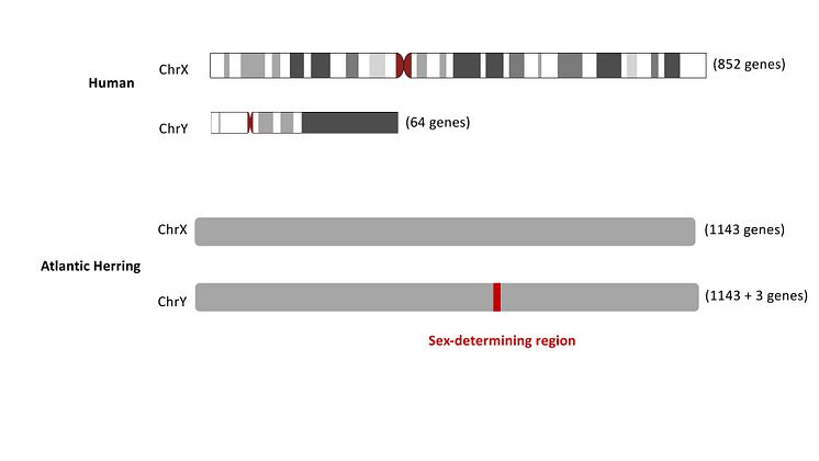 Human and herring X and Y chromosomes
