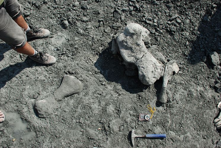 Fossil på utgrävningsplatsen