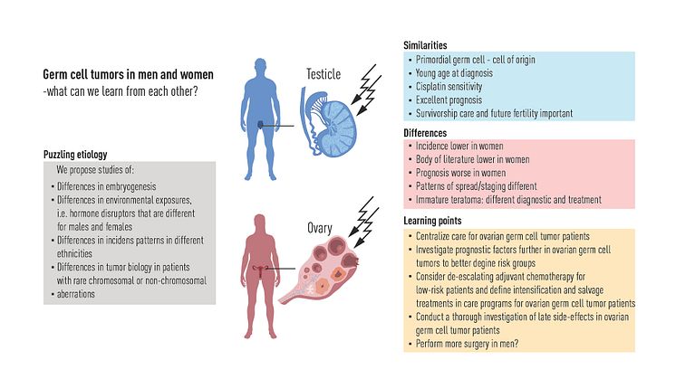 Germ cell tumours in men and women