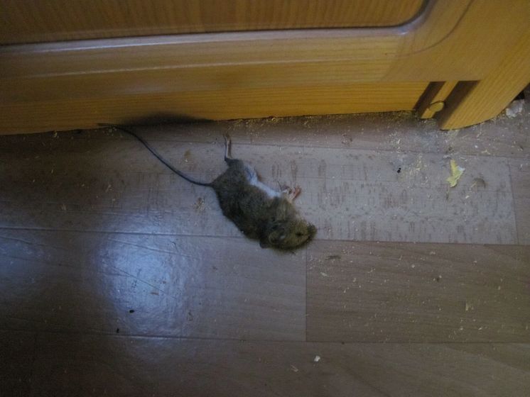 Campingvogn - død mus