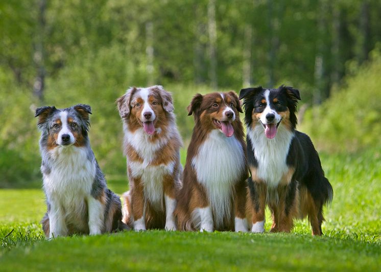 Miniature american shepherd