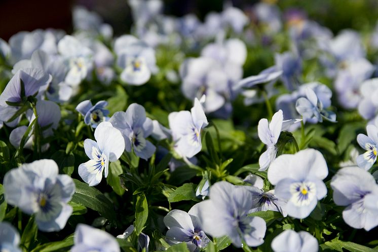 Hornviol - Viola cornuta 'Endurio'