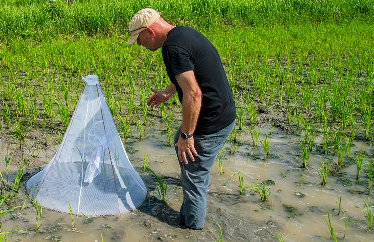 Dr Bart Knols counting mosquitoes