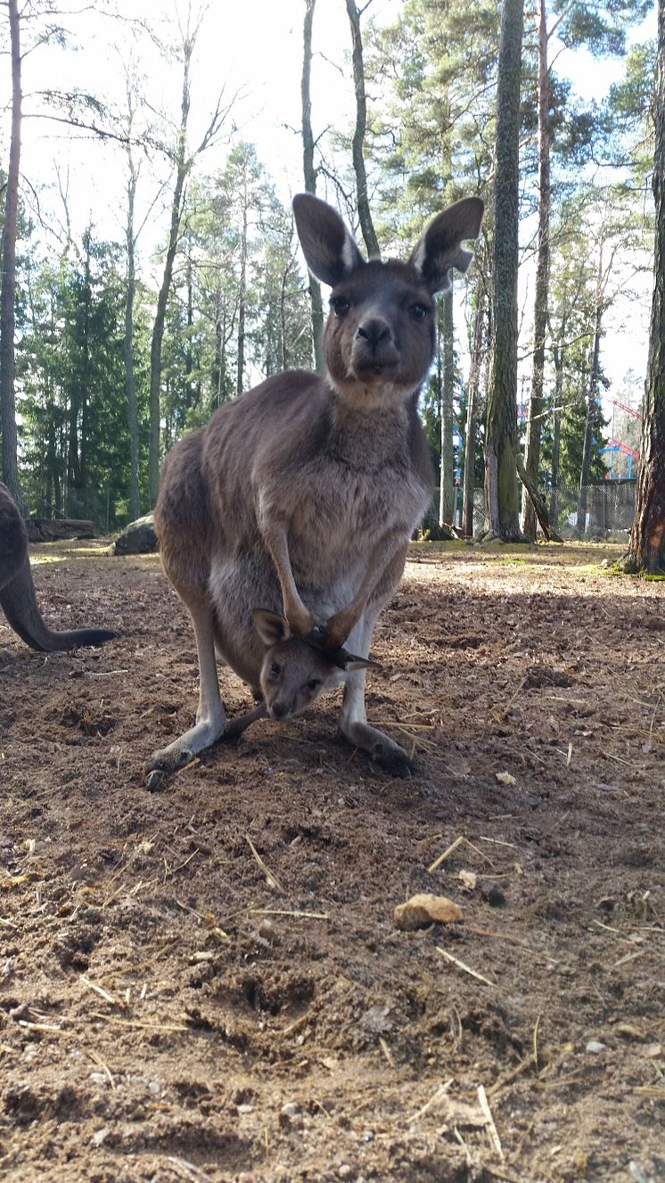 Känguruungar födda i Furuvik! 