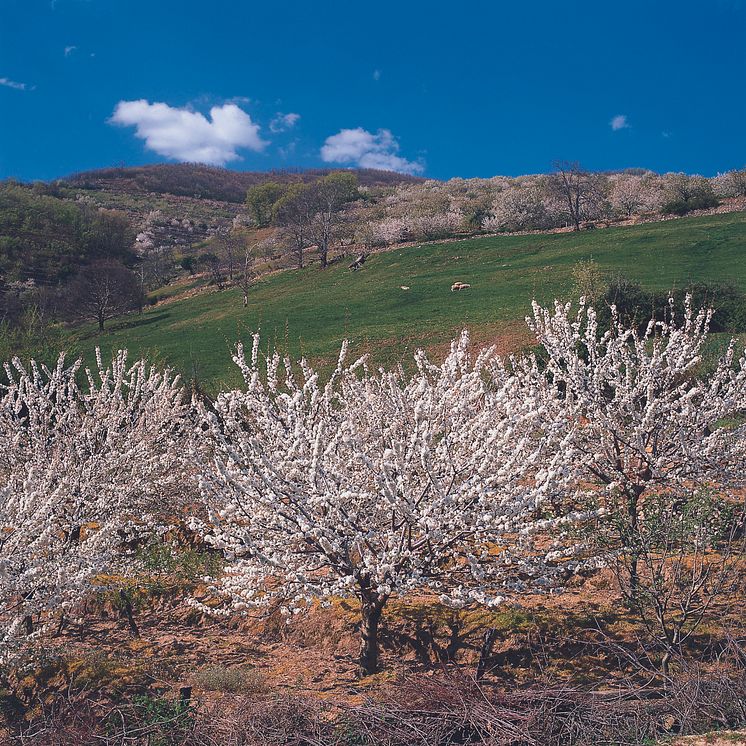De blomstrende kirsebærtræer i Valle del Jerte, Extremadura