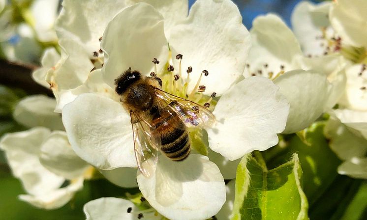 Pollinerande Insekt Rosendals Trädgården Royal Djurgården