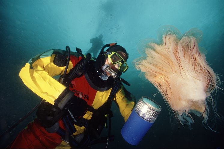 Diving in Malstroem, Bodø - Photo - Vebjoern Karlsen , www.nordnorge.com.jpeg