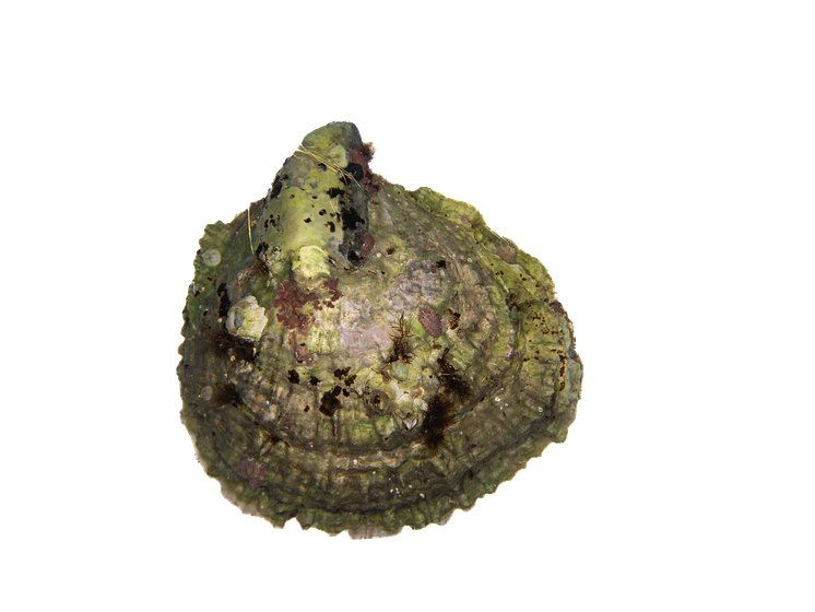 Europeiskt ostron.png