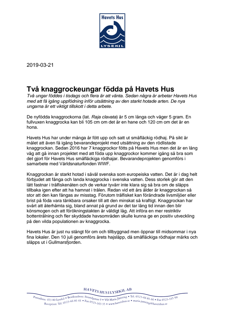 Två knaggrockeungar födda på Havets Hus 