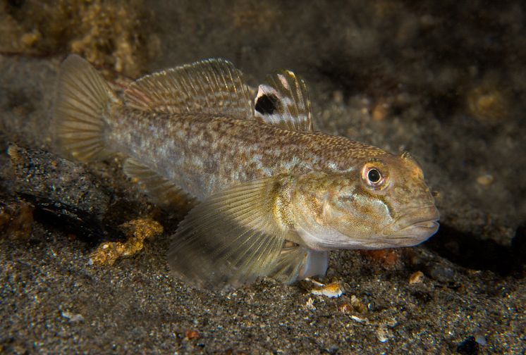 Svartmunnad smörbult, på latin Neogobius melanostomus