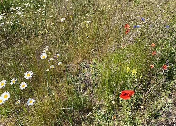 Ängsblommor.jpg