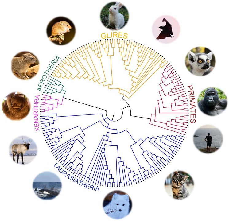 240 däggdjurs arvsmassa analyserad