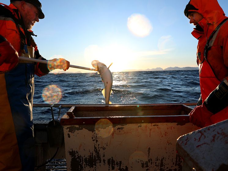Bærekraftig fiske i Vesterålen
