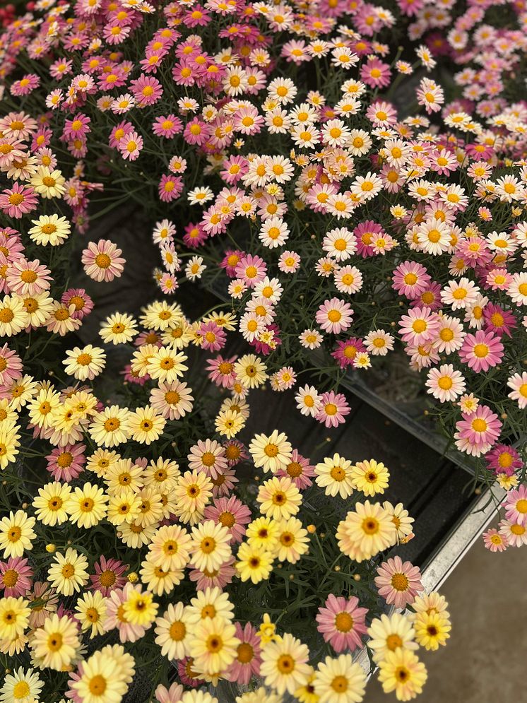 Argyranthemum Aramis Peach Eye_2024