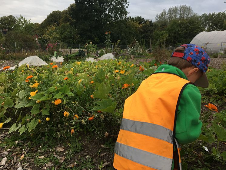 En pojke från Sorgenfri förskola plockar blommor till växtfärgning i skolträdgården hos stiftelsen Botildenborg, Malmö. 