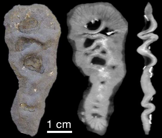 Fossil från Gabon