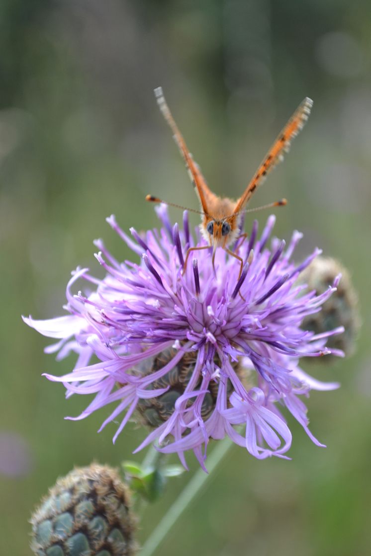 Fjärilar tycker om blommor rika på nektar.