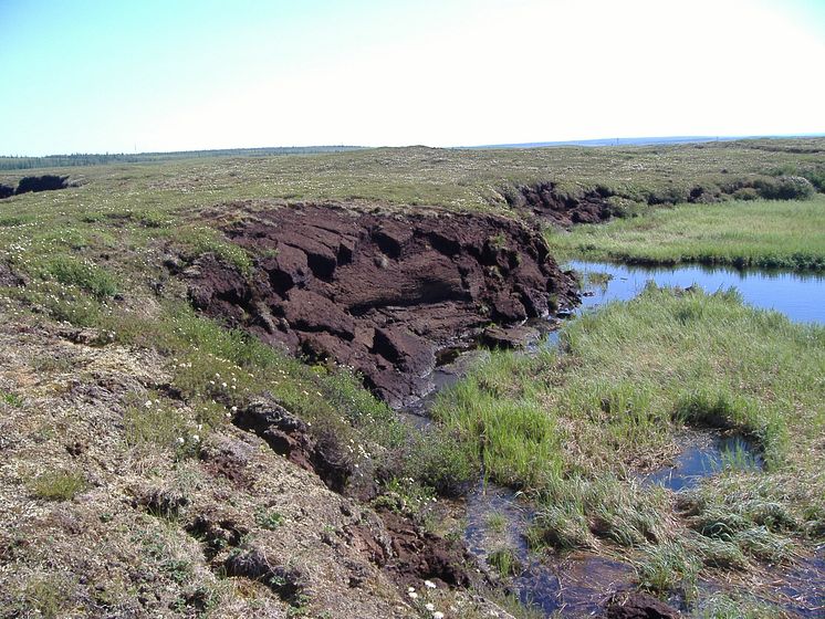 Peatland3.JPG