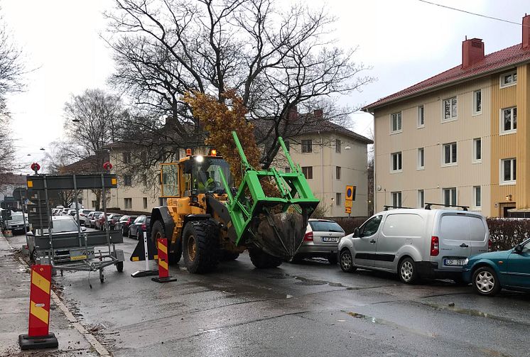 Trädflytt Zachrissonsgatan