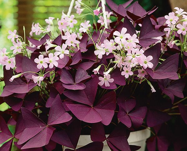 Triangeloxalis Oxalis triangularis Blomsterlandet 2023