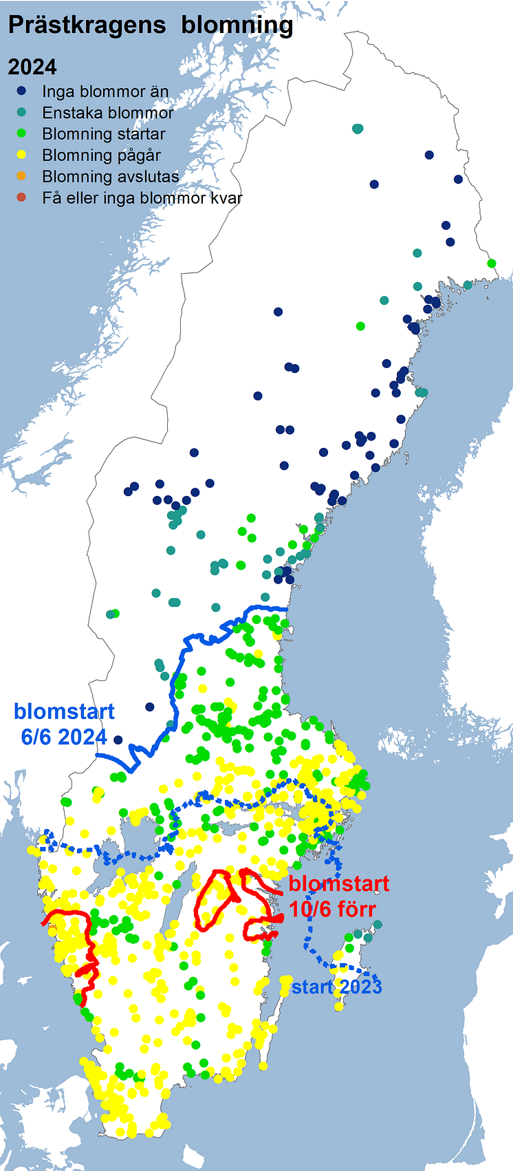 Prästkragens blomning 2024.png