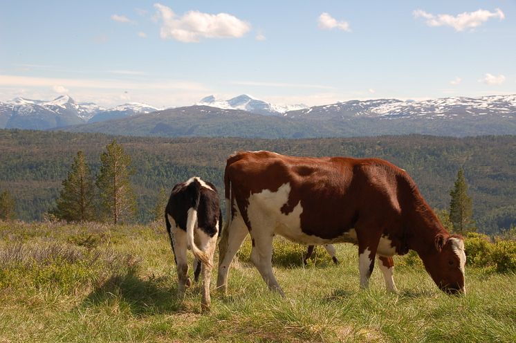 Heimsetra_Fjell_Ungdyr2