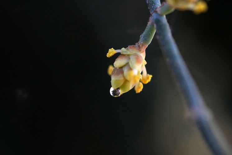 Månskenspollination hos Ephedra. Foto: Kristina Bolinder 