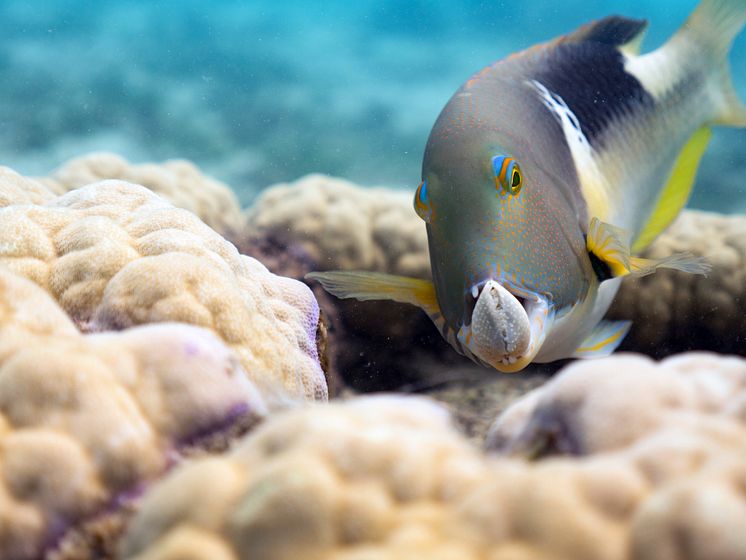 Oceans - Choerodon fasciatus med mussla 