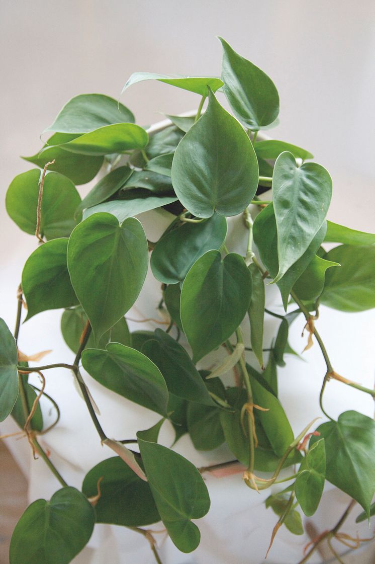 Klätterkalla, Philodendron hederaceum