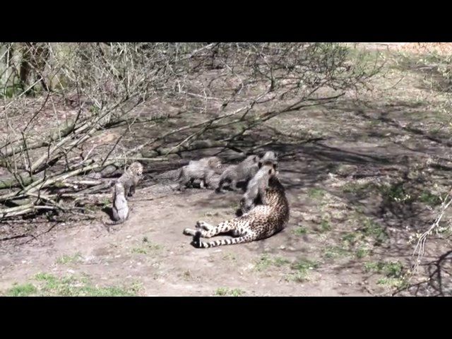 Gepardungarna ute i anläggningen