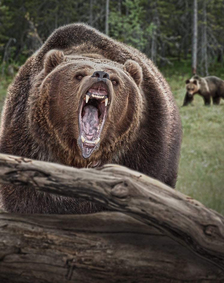 Nature_Gone_Wild_2400x3600_FIN