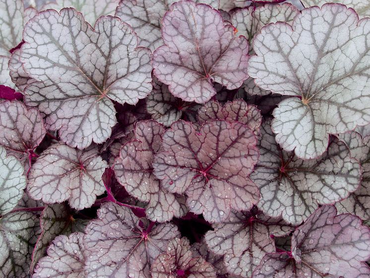 Heuchera ’Sugar Frosting’