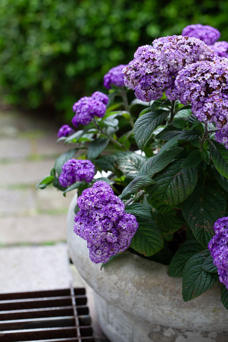 Heliotropium arborescens Årets Sommarblomma 2024 foto annikasnaturligating (12).jpg