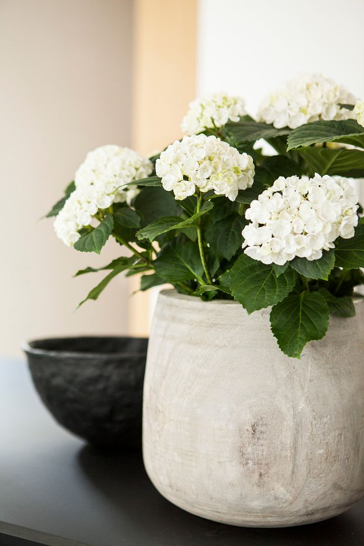 Hortensia - en effektiv luftfuktare med ljuvlig blomning